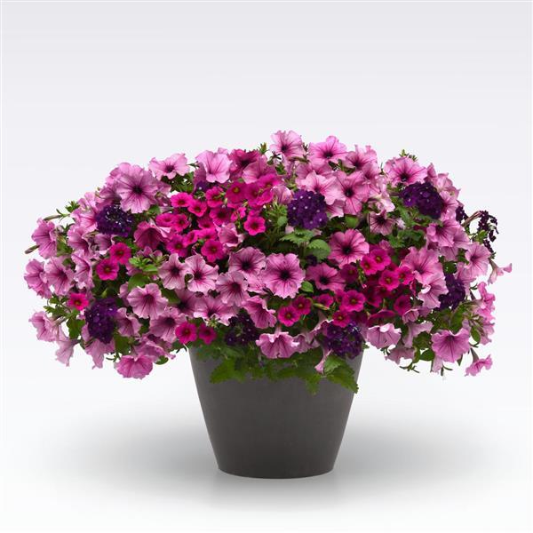 King's Greenhouse ~ MixMasters™ A Grape Fit Combo Pot-ServeScape