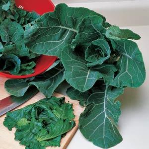 Brassica oleracea var. viridis 'Georgia' ~ Georgia Collards-ServeScape