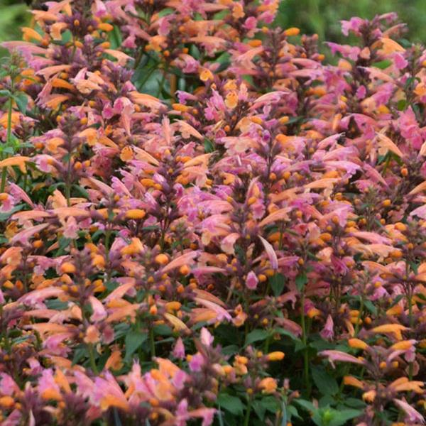 Agastache aurantiaca 'Mango Tango' PP28744 ~ Mango Tango Hummingbird Mint, Hyssop-ServeScape