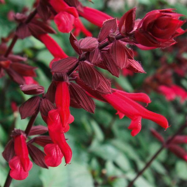 Salvia splendens 'HYBSV16016' ~ Skyscraper™ Dark Purple Autumn Sage-ServeScape