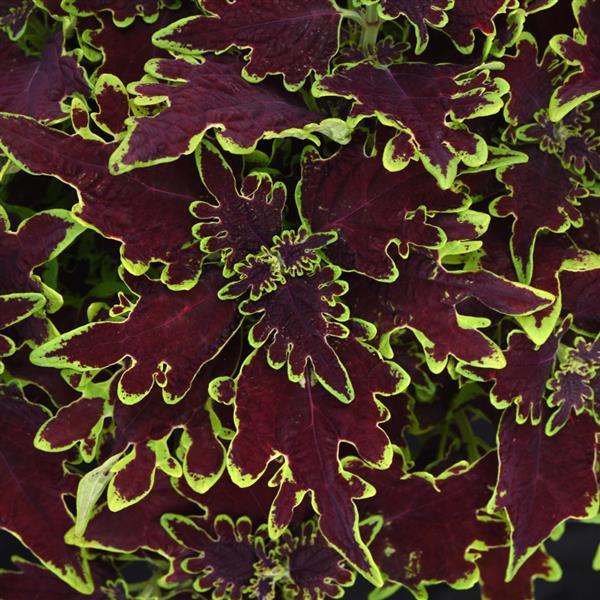 Solenostemon scutellarioides ‘UF17-52-13’ ~ Volcanica™ Limewire Coleus-ServeScape