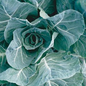 Brassica oleracea var. viridis 'Flash' ~ Flash Collards-ServeScape