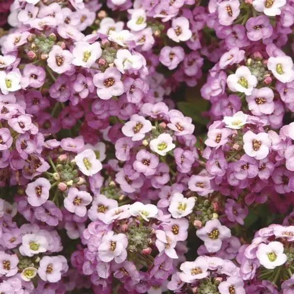 Lobularia maritimum 'Clear Crystal Lavender' ~ Clear Crystal Lavender Sweet Alyssum-ServeScape