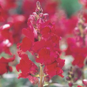 Antirrhinum majus 'Speedy Sonnet Crimson' ~ Speedy Sonnet Crimson Snapdragon-ServeScape