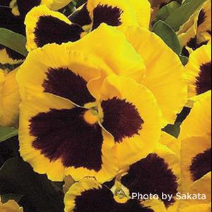 Viola x wittrockiana 'Majestic Giants II Yellow with Blotch' ~ Majestic Giants II Yellow with Blotch Pansy-ServeScape