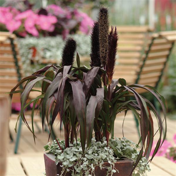 Pennisetum glaucum 'Purple Baron' ~ Purple Baron Ornamental Millet-ServeScape