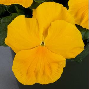 Viola x wittrockiana 'Majestic Giants II Clear Yellow' ~ Majestic Giants II Clear Yellow Pansy-ServeScape