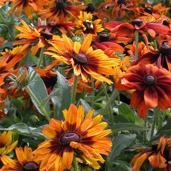 Rudbeckia hirta ‘Cappuccino’ ~ Cappuccino Black-Eyed Susan-ServeScape