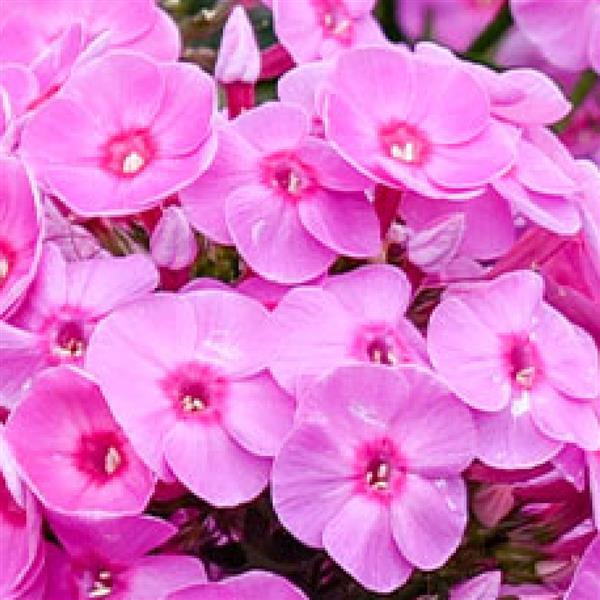 Phlox paniculata 'Luminary Prismatic Pink' ~ Luminary® Prismatic Pink Phlox-ServeScape