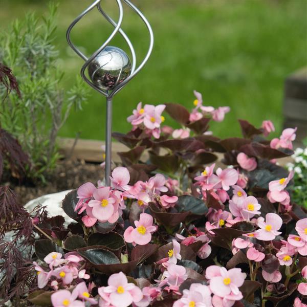 Begonia semperflorens-cultorum 'Cocktail Brandy' ~ Cocktail® Brandy Wax Begonia-ServeScape