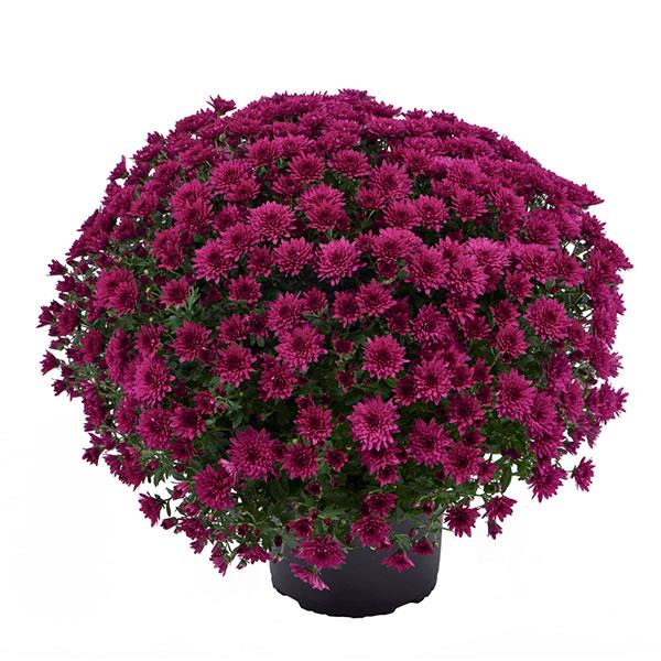 Chrysanthemum x morifolium 'Morgana Purple' ~ Morgana Purple Mum-ServeScape