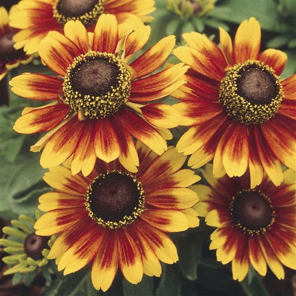 Rudbeckia hirta 'Toto Rustic' ~ Toto® Rustic Black-Eyed Susan-ServeScape