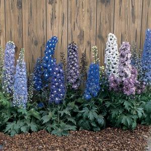 Delphinium 'M.F. Mix' ~ Magic Fountain Mix Delphinium-ServeScape