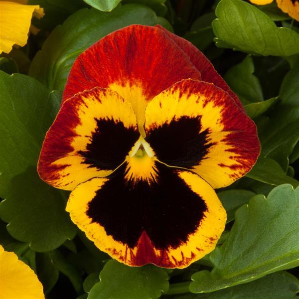 Viola x wittrockiana 'Majestic Giants II Fire With Blotch' ~ Majestic Giants II Fire With Blotch Pansy-ServeScape