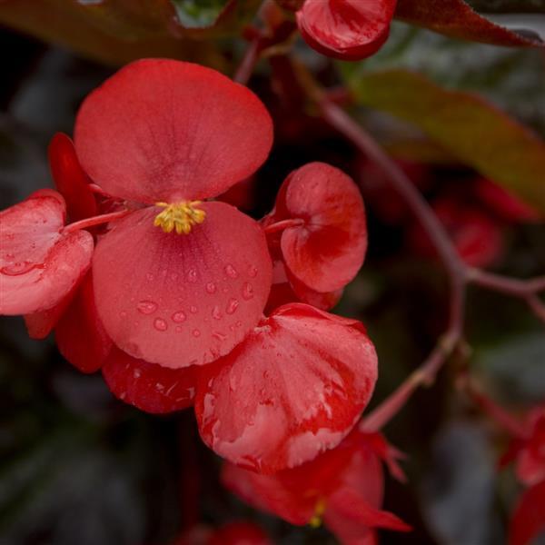 Begonia x benariensis 'Big Red With Bronze Leaf' ~ BIG™ Red With Bronze Leaf Begonia-ServeScape