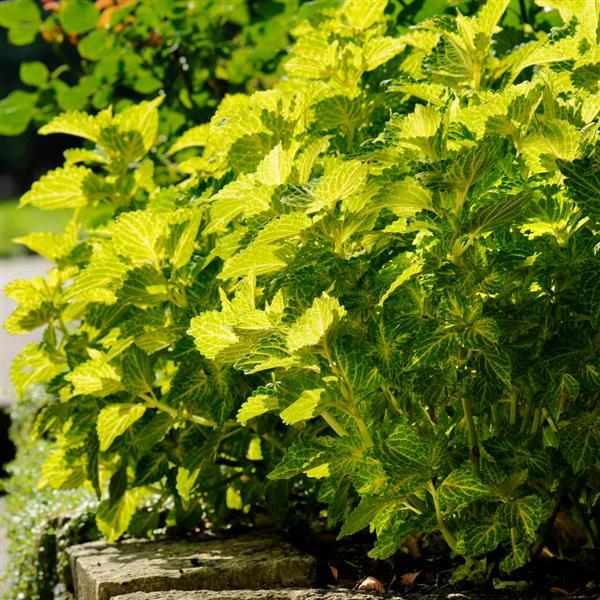 Solenostemon scutellarioides 'UF04335’ ~ ChargedUp™ Electric Lime® Coleus-ServeScape