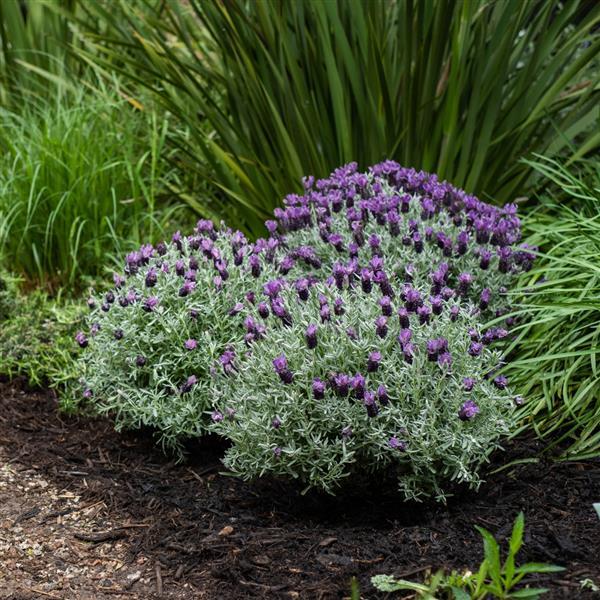 Lavandula pedunculata 'IB 510-17' ~ Frost Purple Lavender-ServeScape