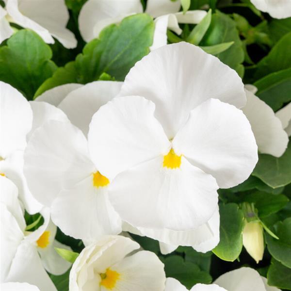 Viola cornuta 'Colormax White' ~ Colormax® White Viola-ServeScape