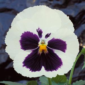 Viola x wittrockiana 'Majestic Giants II White with Blotch' ~ Majestic Giants II White with Blotch Pansy-ServeScape