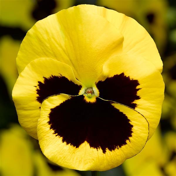 Viola x wittrockiana 'Delta Pro Yellow with Blotch' ~ Delta™ Pro Yellow with Blotch Pansy-ServeScape