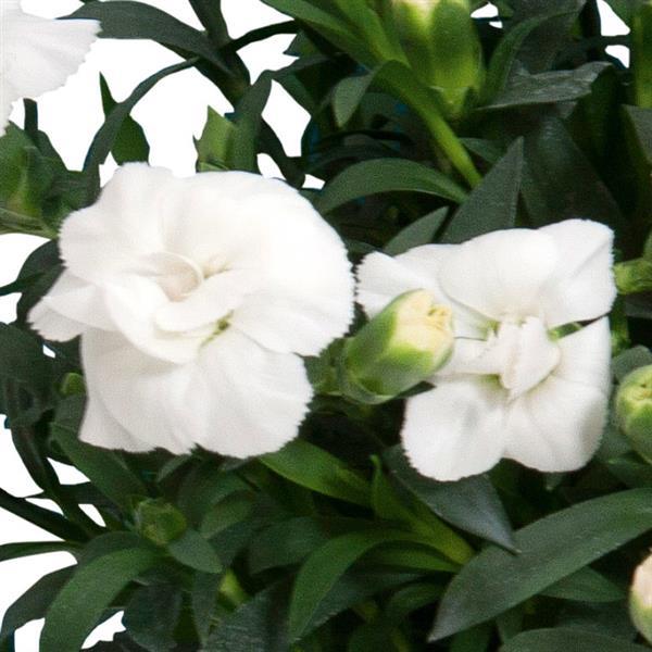 Dianthus caryophyllus 'KLEDP18292' ~ Oscar® White Dianthus-ServeScape