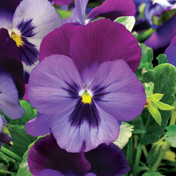 Viola cornuta 'Colormax Blue Jeans' ~ Colormax® Blue Jeans Viola-ServeScape