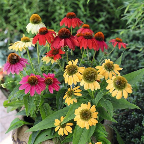 Echinacea x 'PollyNation Mix' ~ PollyNation™ Mix Echinacea, Coneflower-ServeScape