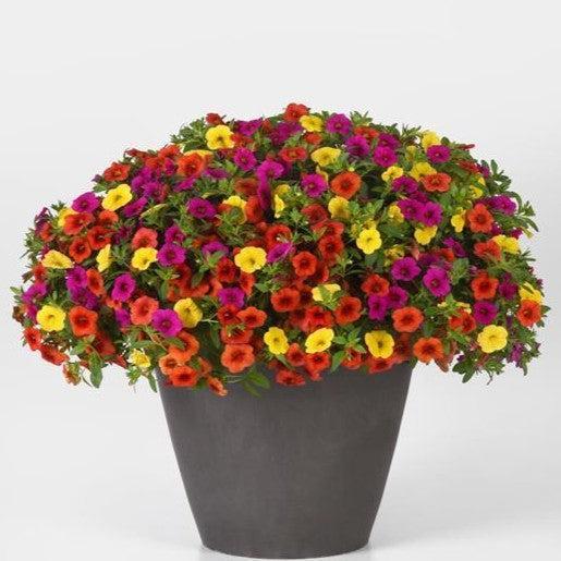 King's Greenhouse ~ MixMasters™ Fruit Cocktail Gardens To Go Container-ServeScape