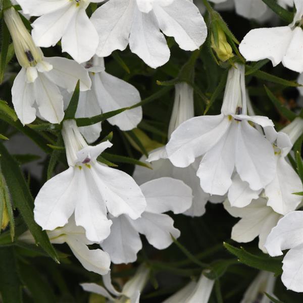 Lobelia hybrida 'Balspringitim' ~ Heatopia™ White Lobelia-ServeScape
