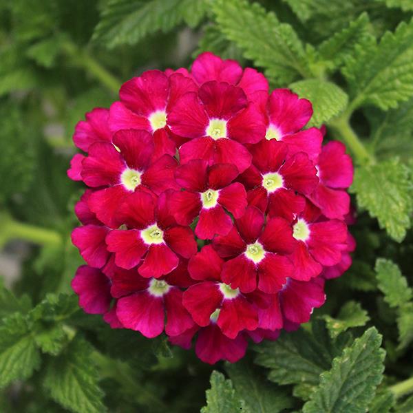 Verbena x hybrida 'Balfireburgim' ~ Monrovia® Firehouse™ Burgundy Verbena-ServeScape