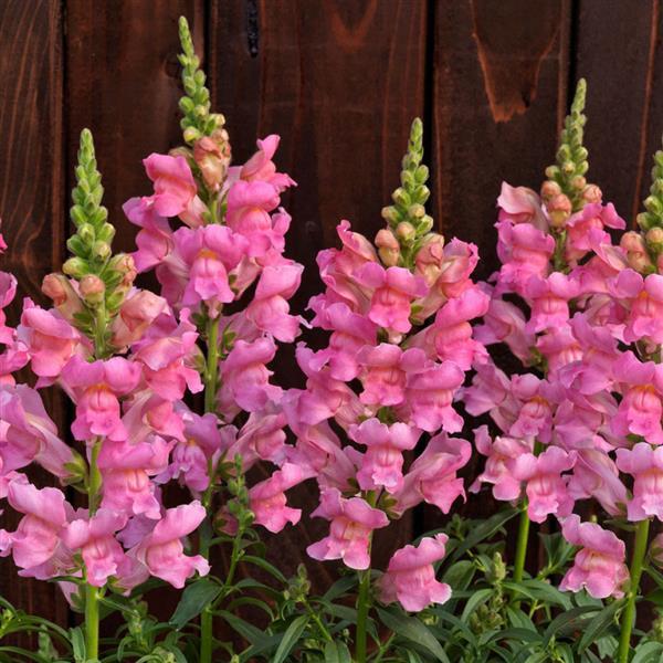 Antirrhinum majus 'Speedy Sonnet Pink' ~ Speedy Sonnet Pink Snapdragon-ServeScape