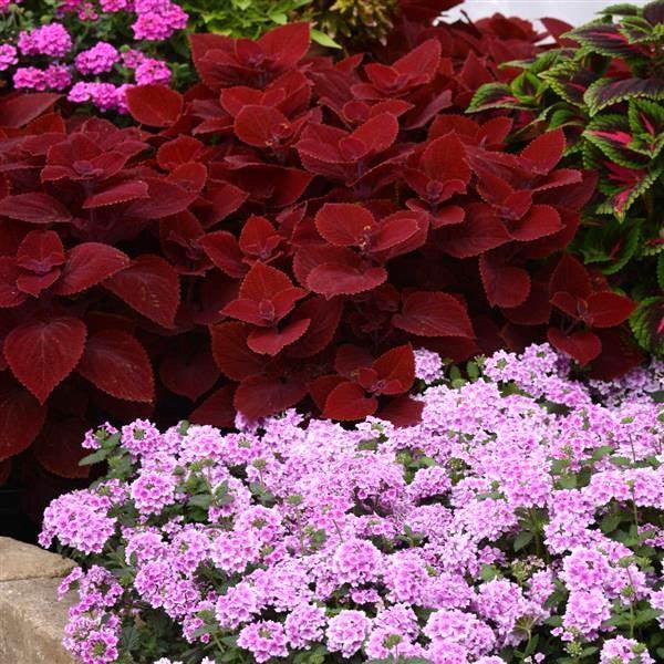 Solenostemon scutellarioides 'UF13-42-4' ~ Ignite™ Ruby Slipper Coleus-ServeScape