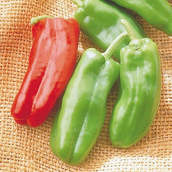 Capsicum annuum 'Giant Marconi' ~ Giant Marconi Pepper-ServeScape