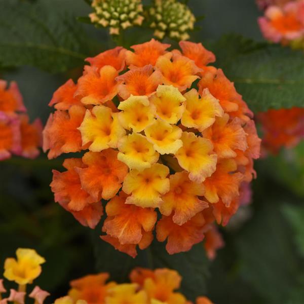 Lantana camara 'Balshameai' ~ Shamrock™ Peach Improved Lantana-ServeScape