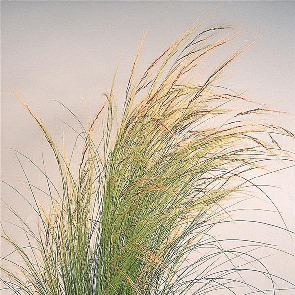 Stipa tenuissima 'Pony Tails' ~ Pony Tails™ Mexican Feather Grass-ServeScape