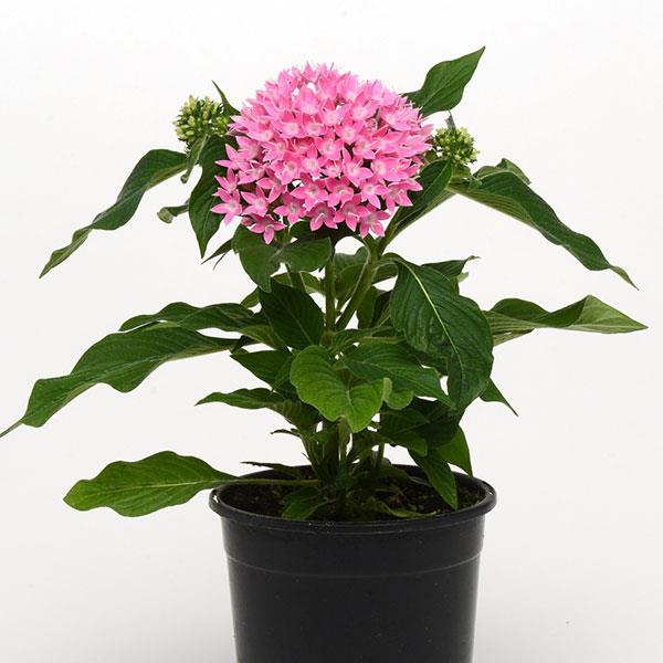 Pentas lanceolata 'PAS1096468' ~ Lucky Star® Pink Star Flower-ServeScape