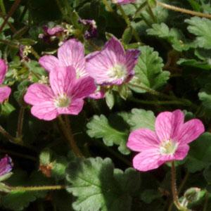 Erodium reichardii ‘Charm’ ~ Charm Storksbill-ServeScape