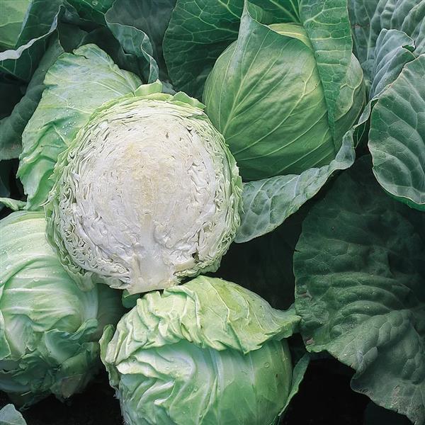 Brassica oleracea var. capitata 'Early Jersey Wakefield' ~ Early Jersey Wakefield Cabbage-ServeScape