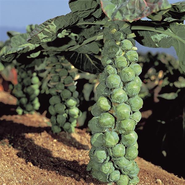 Brassica oleracea var. gemmife 'Jade Cross' ~ Jade Cross Brussel Sprouts-ServeScape