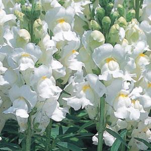 Antirrhinum majus 'Speedy Sonnet White' ~ Speedy Sonnet White Snapdragon-ServeScape