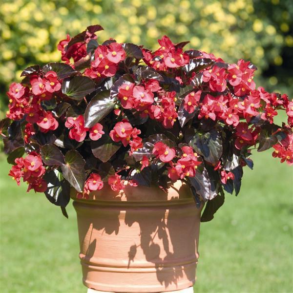 Begonia x benariensis 'Big Red With Bronze Leaf' ~ BIG™ Red With Bronze Leaf Begonia-ServeScape