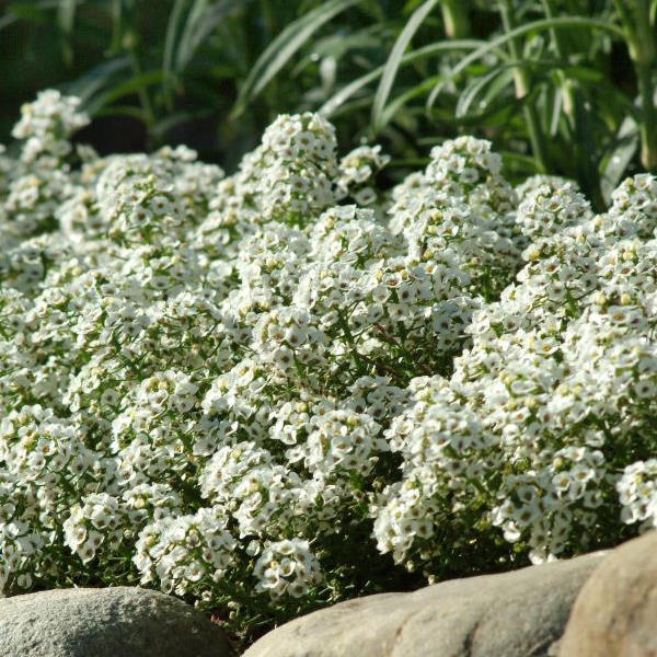 Lobularia maritimum 'Clear Crystal White' ~ Clear Crystal White Sweet Alyssum-ServeScape