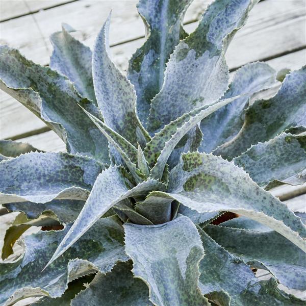 Mangave ‘Catch A Wave'~ PW® Art & Sol™ Catch A Wave Mangave-ServeScape