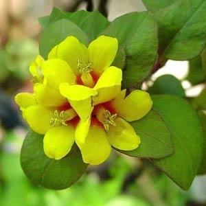 Lysimachia congestiflora 'Golden Globes' ~ Golden Globes Creeping Jenny-ServeScape