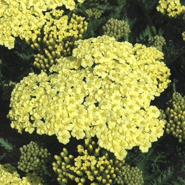 Achillea millefolium 'Sunny Seduction' ~ Sunny Seduction Yarrow-ServeScape