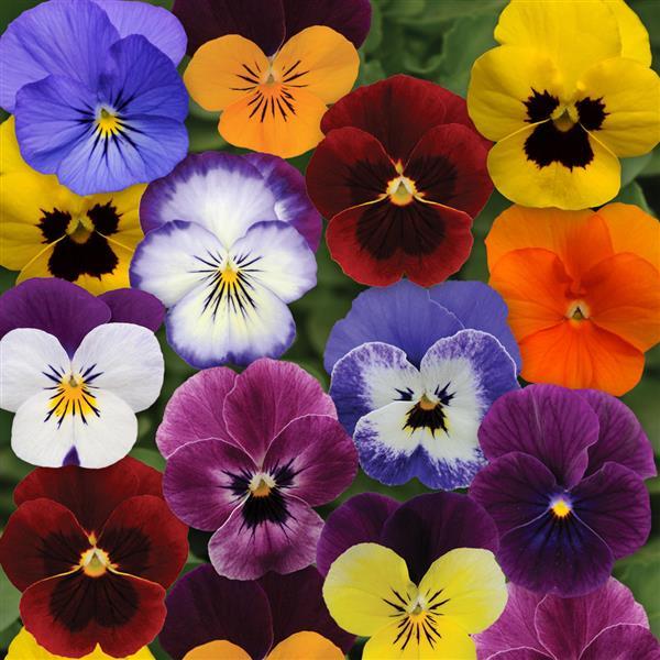 Viola cornuta Sorbet XP Autumn Select Mix' ~ Sorbet™ XP Autumn Select Mix Viola-ServeScape