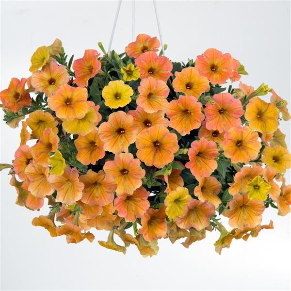 Petunia hybrid 'DCAS303' ~ Cascadias™ Indian Summer Petunia-ServeScape