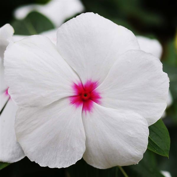 Catharanthus roseus 'Mega Bloom Polka Dot' ~ Mega Bloom® Polka Dot Vinca-ServeScape