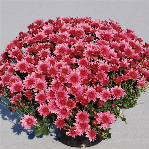 Chrysanthemum x morifolium 'Zanmuaval' ~ Avalon Pink Mum-ServeScape