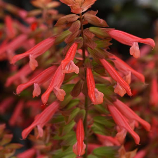 Salvia splendens 'HYBSV18020' ~ Skyscraper™ Orange Autumn Sage-ServeScape